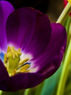 Фиолетовый цветочек обои