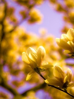 Желтые цветы распустились обои