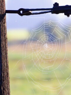 Паутина 51 обои