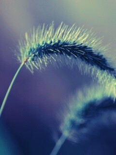 Травинка обои