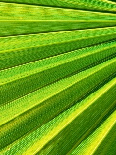 Зеленый пальмовый лист обои