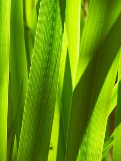 Стебли травы обои