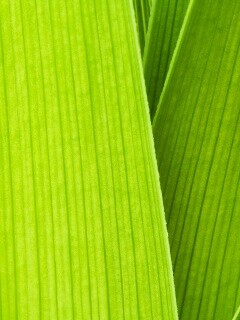 Стебли обои