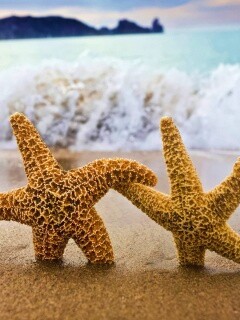 Две морские звезды обои