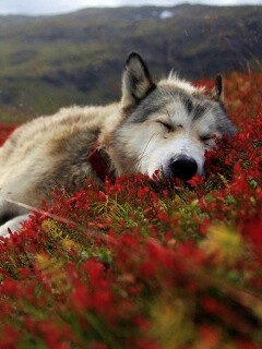 Лапа в цветах обои