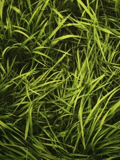 Блеклая трава обои