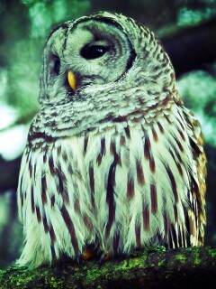 Сова на ветке обои