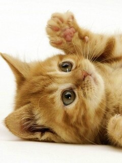 Котёнок обои