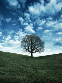 Холм одинокого дуба обои