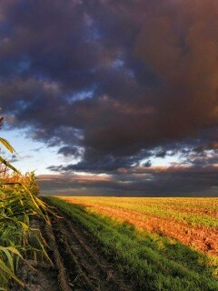 Кукурузное поле обои