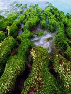 Заросший берег обои