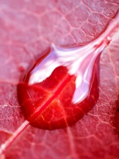 Две капли на красном листке обои