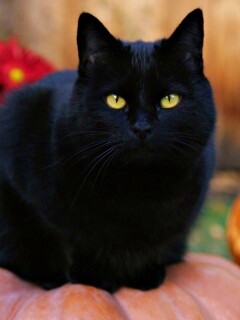Чёрный кот на тыкве обои