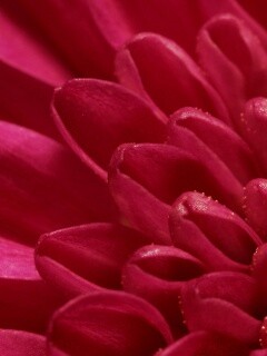 Лепестки хризантемы обои