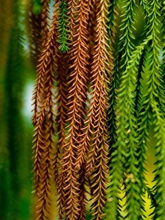 Зеленые колючки обои