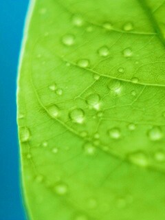 Зеленый листик в макро обои