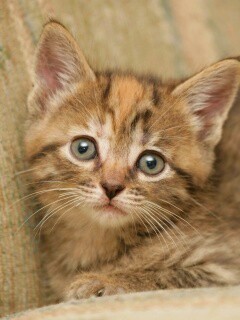 Милый маленький котенок обои