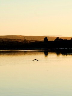 Утиное озеро обои