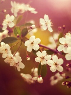 Ветка сакуры обои