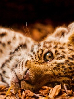 Гепард котенок обои
