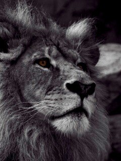 Гордый черно-белый лев обои