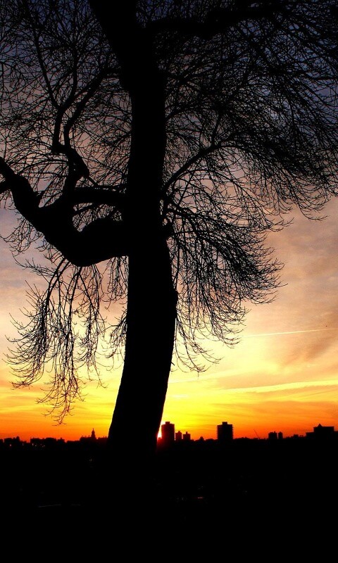 Одинокое дерево обои