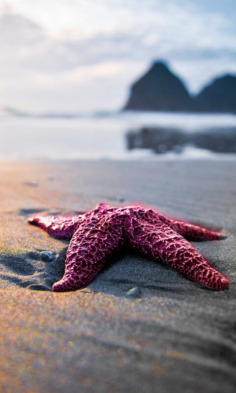 Морская звезда обои