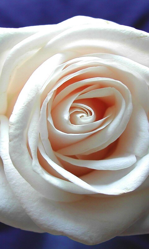 Белая роза обои