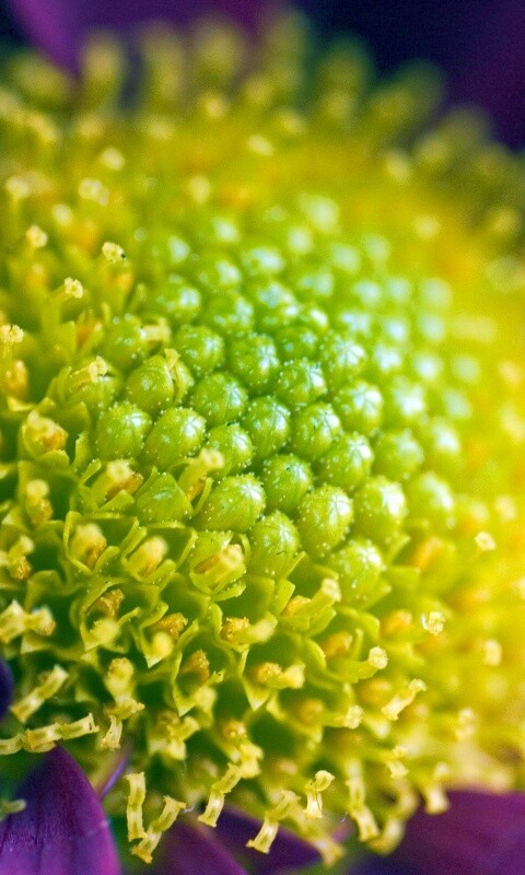 Цветок обои