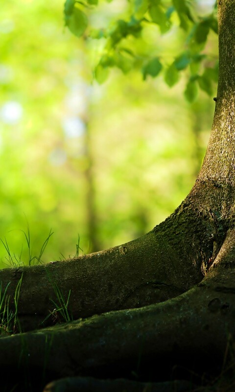 Корни дерева обои