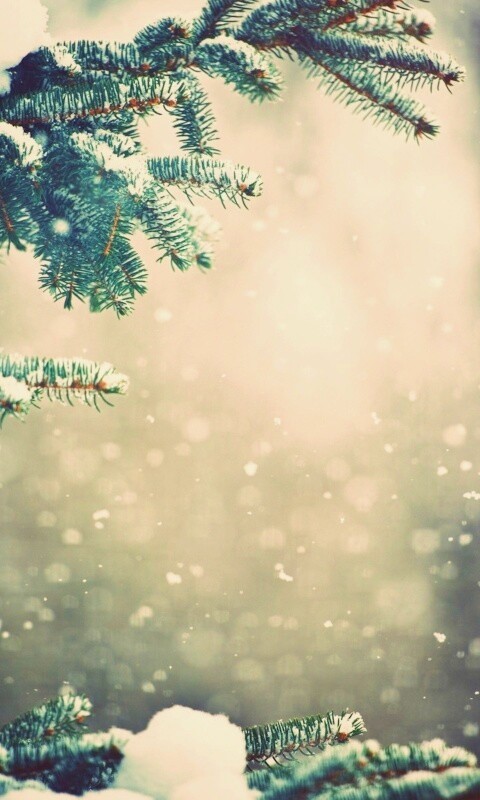 Еловые лапы в снегу обои