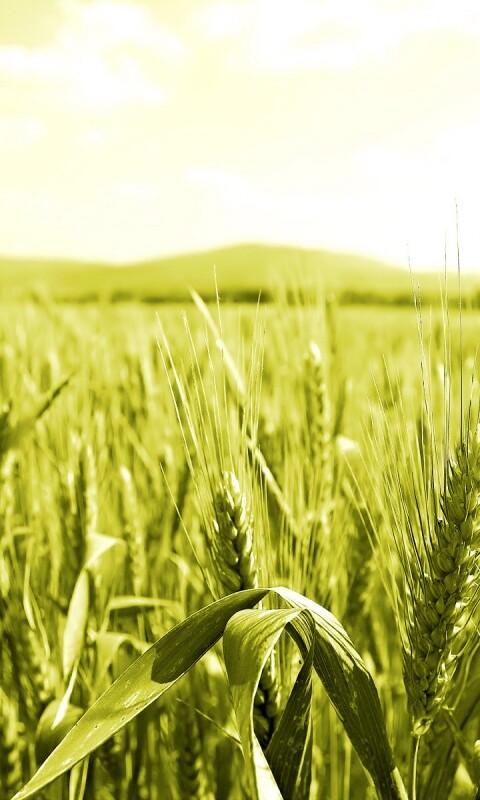 В полях обои