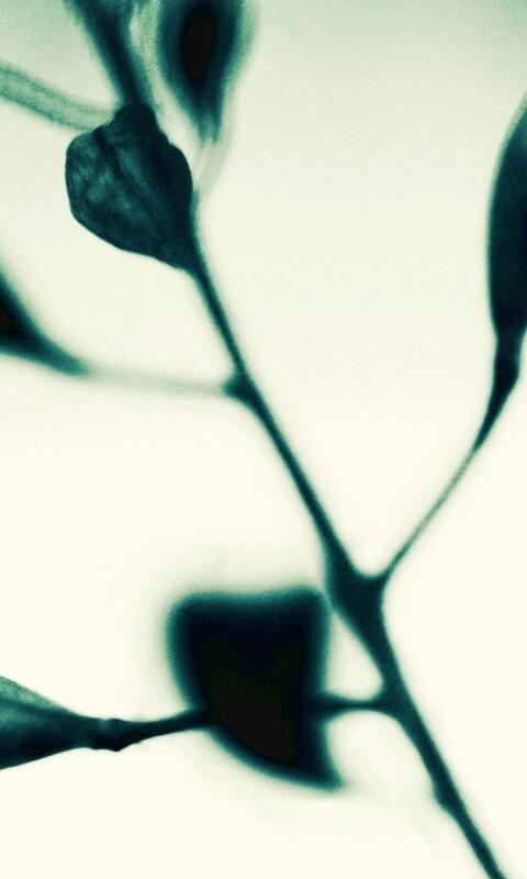 Усыхающие листья обои