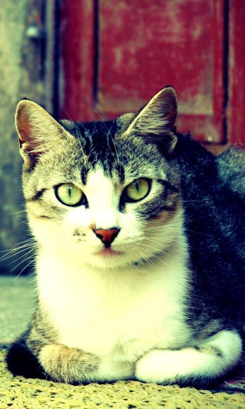 Кошечка на подстилке обои