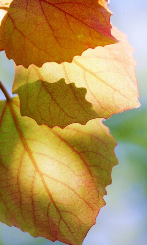 Макро фото осенней листвы обои