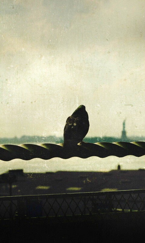 Голубь в Нью-Йоркских доках обои