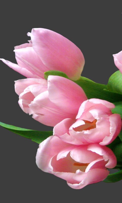 Розовый букет обои