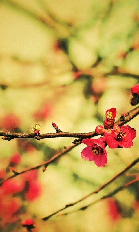 Весеннее цветение обои