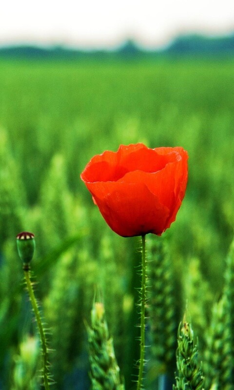 Первый распустившийся мак обои