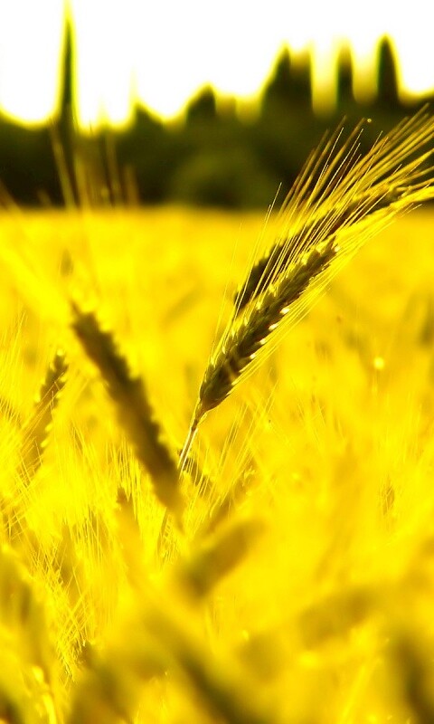 Пшеничное поле обои