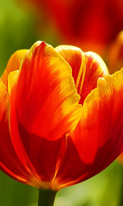 Красно-желтый тюльпан обои