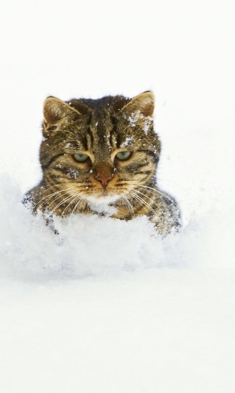 Недовольный кот в сугробе обои
