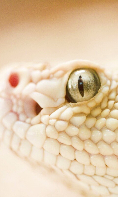 Змея альбинос обои