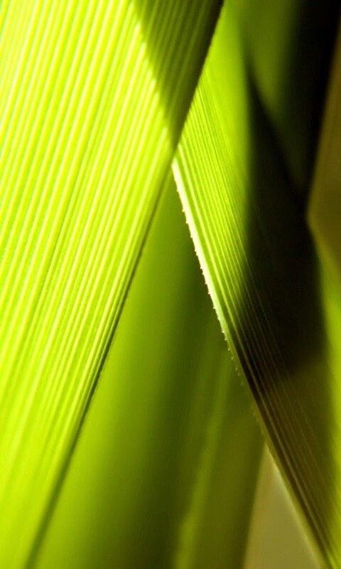 Травинки на свету обои