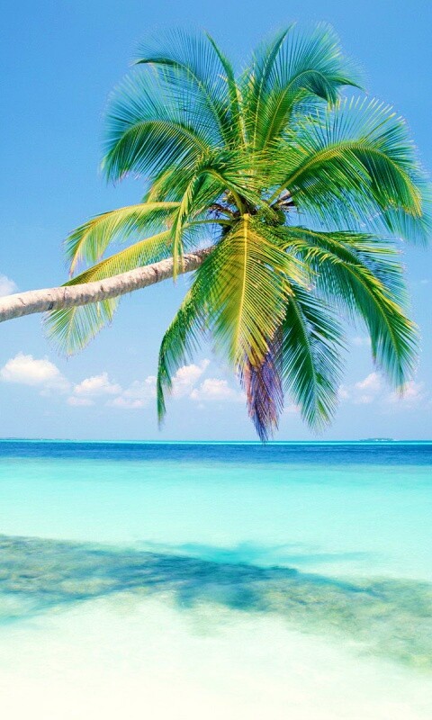 Пальма на лазурном берегу обои