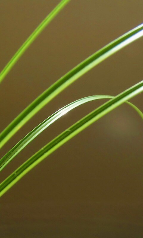 Четыре травинки обои