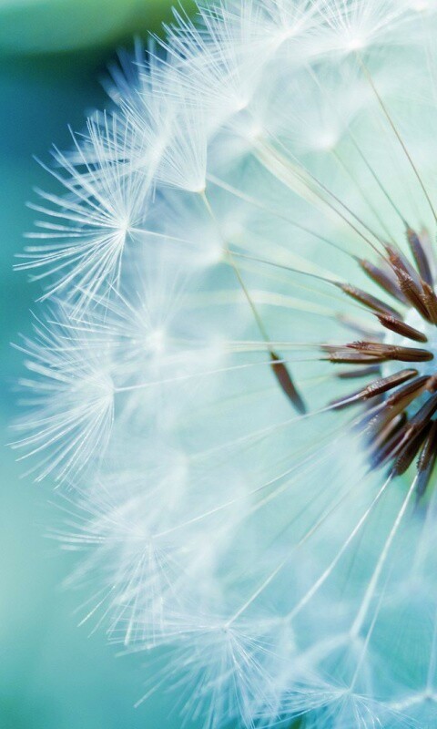 Макро фото одуванчика обои