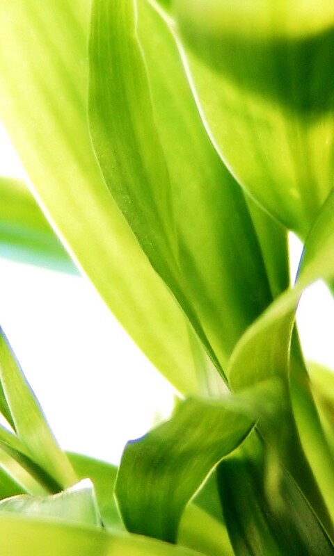 Солнечные травинки обои