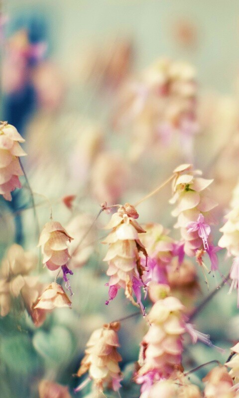 Висящие цветочки обои