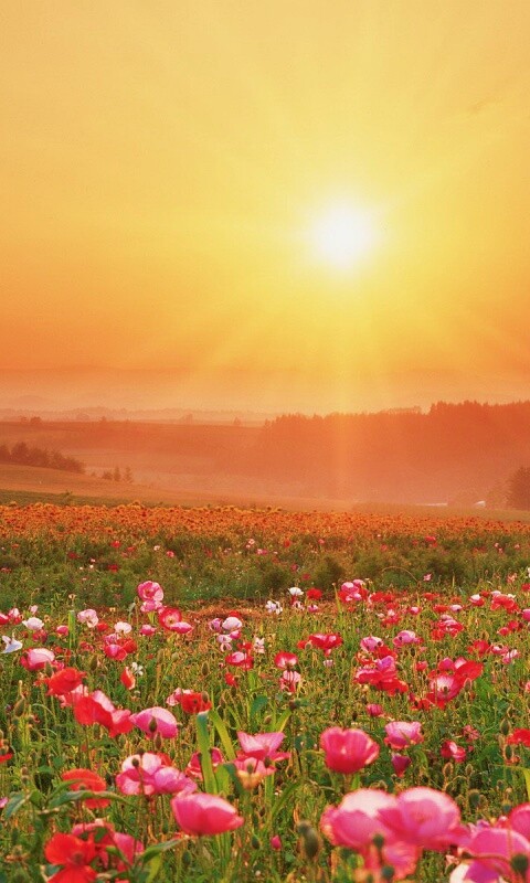 Цветущие поля обои